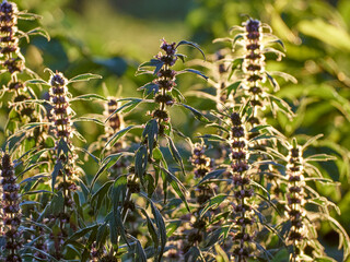 Blooming branches of motherwort herb.