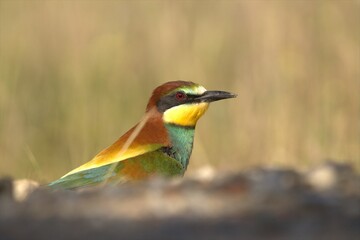 portrait of yellow, blue and orange European bee-eater, perched on the ground looking to the right