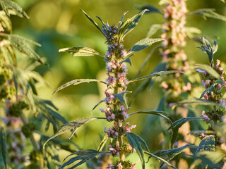 Blooming branches of motherwort herb.