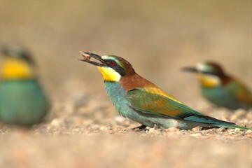 yellow, blue and orange European bee-eater, perched on the ground with a stone in its beak