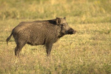 wild pig in the day green field