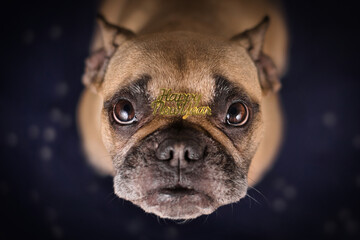 French Bulldog dog with golden 'Happy new year' text confetti on head