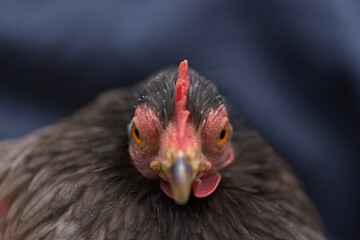 3 - Orange eyes of a grey pekin bantam chicken glare at the camera