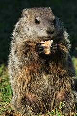 Wild Groundhog seen on a sunny day in Wheeling, West Virginia