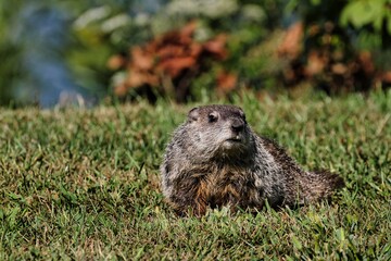 Curious wild groundhog on green gras during mid day in Wheeling, West Virginia
