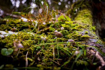mushrooms on close up in moss in forest
