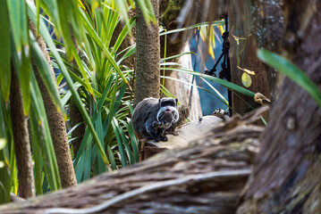 Emperor Tamarin Staring
