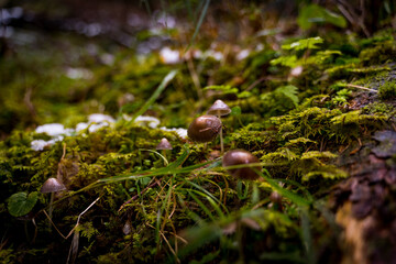mushrooms in moss in the forest