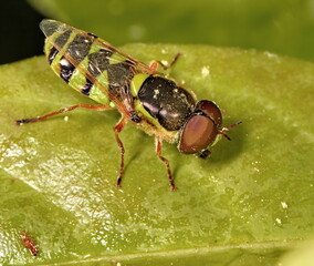 Macro photograph of a Soldier fly standing on a green leaf.