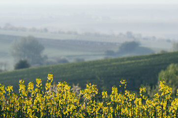 Rapeseed spring flowers
