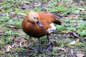 duck in the grass