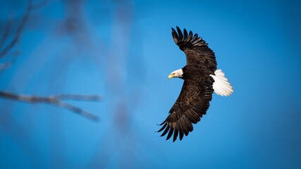 Flying bald eagle