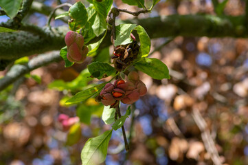 Magnolia soulangeana magic orange pink autumnal capsule with seeds on branches