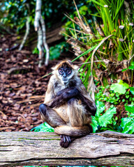 Spider Monkey Sitting
