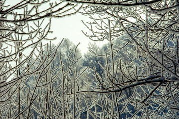 Obraz premium winter, cold, frost, trees, landscape, winter forest, forest, wallpaper