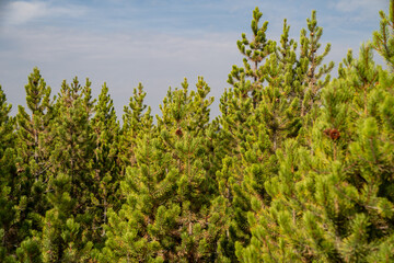 Grove of lodgepole pine trees in Yellowstone National Park