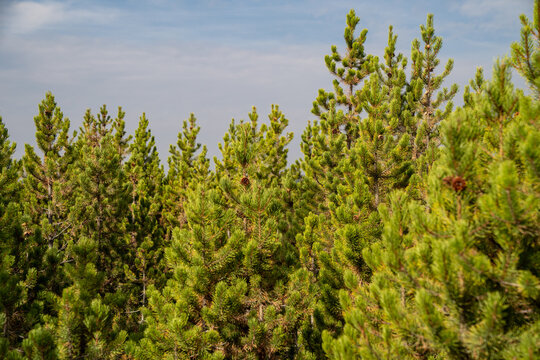 Grove Of Lodgepole Pine Trees In Yellowstone National Park