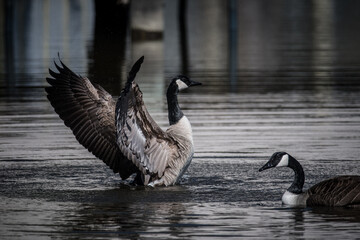 Canada Goose flapping