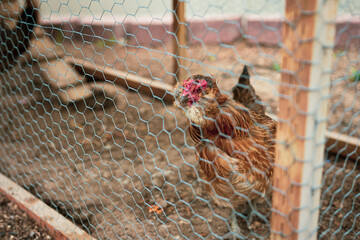 Backyard chicken coop