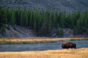 Bison near the Madison River in Yellowstone National Park in the morning sunrise