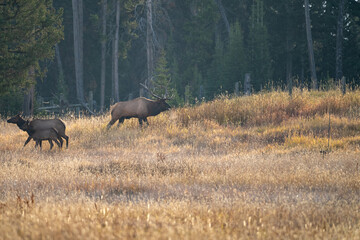 Naklejka na ściany i meble Bull Elk in Yellowstone National Park in the early morning hours