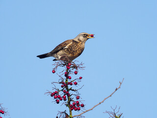 Fieldfare, Turdus pilaris