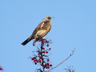 Fieldfare, Turdus pilaris