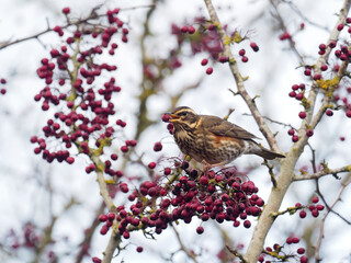Redwing, Turdus iliacus