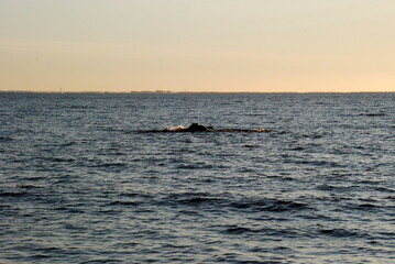 Obraz premium The top of a large rock sticks out of the bay water. Autumn evening, the coast of the Gulf of Finland. The top of a large stone is visible in the water. The waves hit the stone. Blue water with small 
