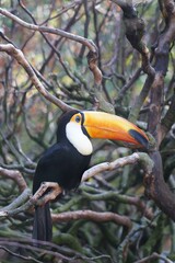 Toucan bird in tropical forest .