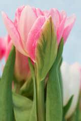 Bouquet of pink and white tulips in a vase in the interior against a blue wall. Birthday gift for a girl or mother, for March 8. Spring flowers.