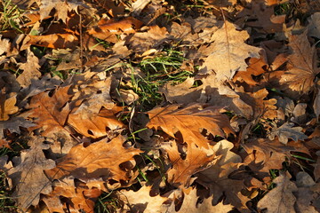 fallen autumn leaves