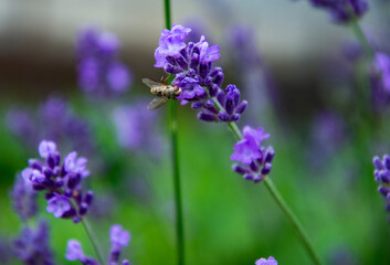 Obraz premium Purple Fragrant Lovanda Flowers, Perfume Ingredient, Aromatherapy.