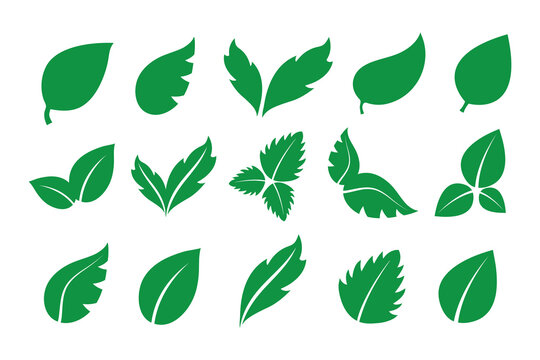 Green leaves icons collection. Plant leaf set. Vector decoration elements.