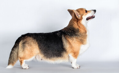 adult dog standing sideways welsh corgi breed