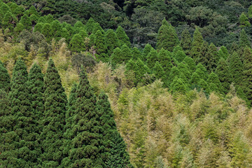 Fototapeta na wymiar 杉と竹の混植 