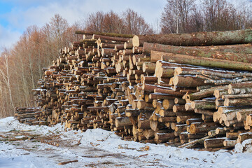 A lot of logs in winter