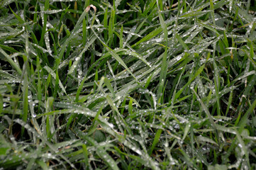 dense green grass with many large drops of water left after heavy rain