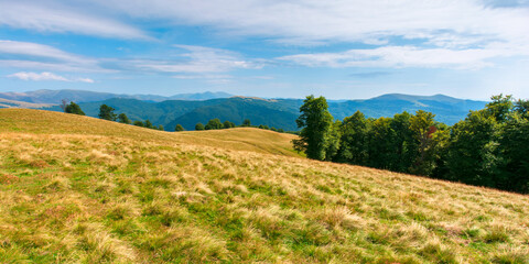 yellow grass on the meadow in mountains. beautiful nature landscape beneath a blue sky with fluffy clouds at high noon.