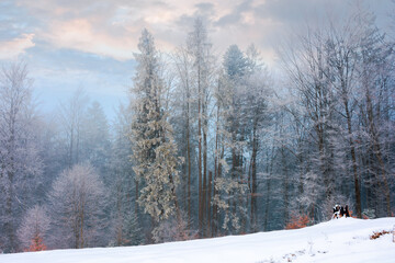 forest on a misty morning. trees in hoarfrost. beautiful winter scenery in foggy weather