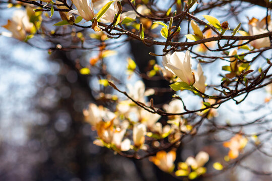 white magnolia blossom on a sunny day. beautiful nature background in springtime