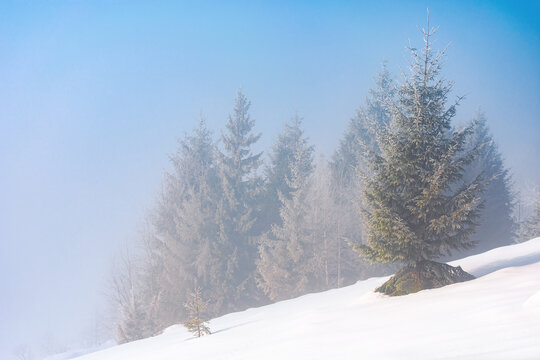 trees in mist on a snow covered hill. fairy tale winter mountain scenery. frosty weather on a sunny morning