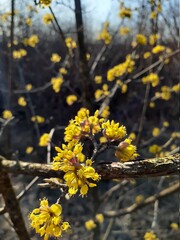 yellow flowers on a branch