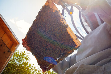 beekeeper inspects frame with queen cells on apiary in evening in rays of setting sun. beekeeper...