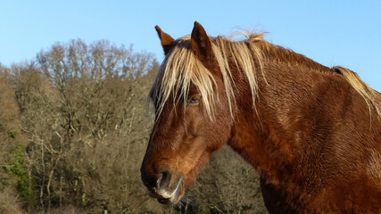 Head and shoulder of a chestnut New Forest pony with a blonde mane. Unkempt, in it's natural habitat. Background of winter trees and blue sky. Landscape image with space for text. Hampshire, England.
