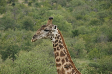 giraffe in the savannah