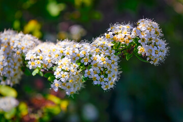 Flowering spiraea or meadowsweet. Branches with white flowers. Close-up spiraea flower. Spring flowering of the decorative bush Reeve's spiraea. Flower background.