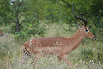 impala antelope in kruger national park