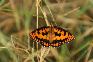 orange butterfly on the grass