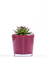 Sempervivum tectorum, commonly known as Common Houseleek in a purple flower pot on white background, Selective Focus